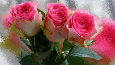 Фото розы ксюша: выбирайте формат png для скачивания