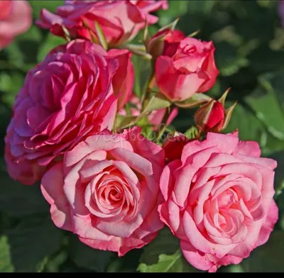 Картинка розы ксюша: великолепие деталей в высоком разрешении