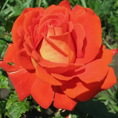 Изображение розы ксюша: отличный выбор для любителей фото