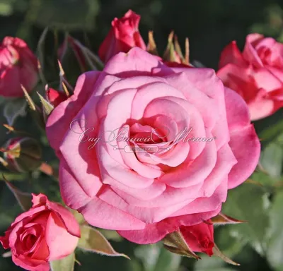 Фотография розы ксюша: оптимальный формат webp для веба