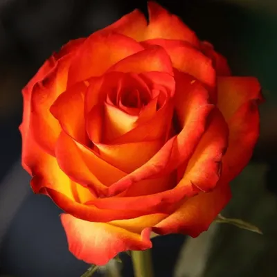 Фотка розы ксюша: отличная идея для креативных проектов
