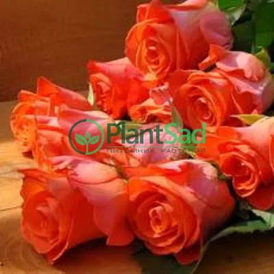 Фото розы ксюша: сохраните изображение в популярном формате png