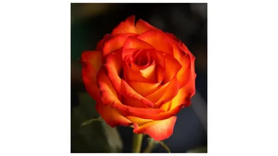 Картинка розы ксюша: наслаждайтесь яркими красками в высоком разрешении