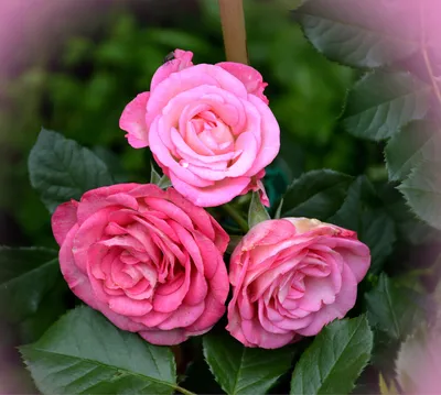 Изображение розы ксюша: выбор истинных ценителей фотографии