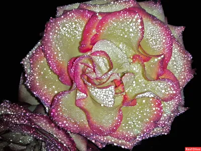 Фотка розы ксюша: отличный элемент дизайна для различных проектов