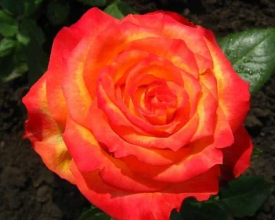 Картинка розы ксюша: уникальные детали на фоне высокого разрешения