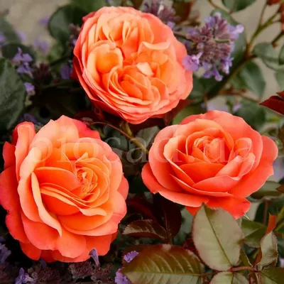 Изображение розы ксюша для фотолюбителей