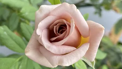 Изображение розы ксюша: идеальный выбор для любителей фотографий