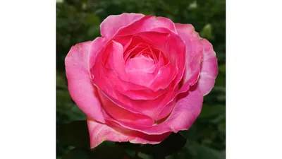 Роза ксюша в классическом формате jpg
