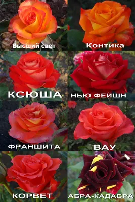 Фотка розы ксюша: прекрасный элемент дизайна для различных проектов