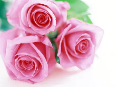 Картинка розы ксюша: наслаждайтесь превосходными деталями в высоком разрешении