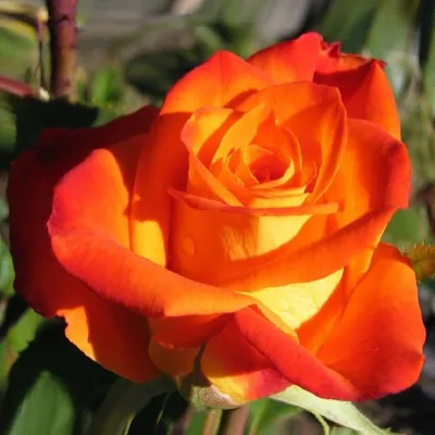 Фотография розы ксюша: оптимальное сжатие в формате webp для быстрой загрузки страницы