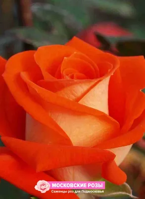 Фотография розы ксюша в веб-формате webp