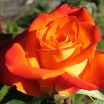 Фотка розы ксюша для использования в дизайне