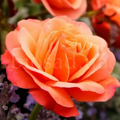 Фото розы ксюша: выберите формат png для сохранения