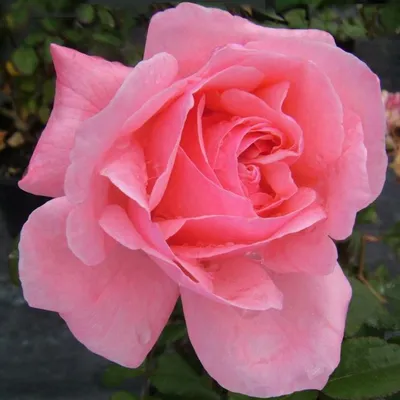 Удивительное изображение Розы куин элизабет