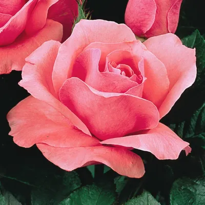 Волшебное изображение Розы куин элизабет