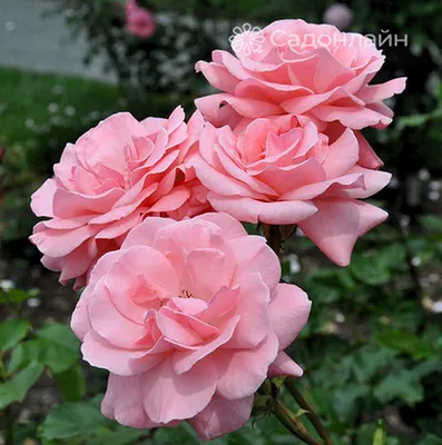 Прекрасное изображение Розы куин элизабет