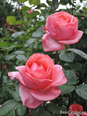 Чудесное изображение Розы куин элизабет