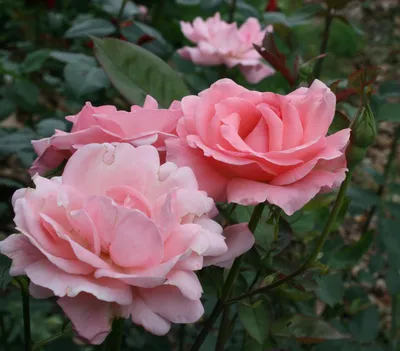 Роза куин элизабет - прекрасная картинка для скачивания