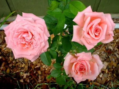 Изображение Розы куин элизабет - красота в каждой детали