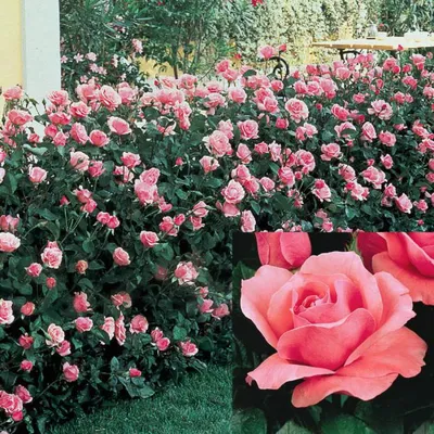 Фотка Розы куин элизабет с выбором формата и размера