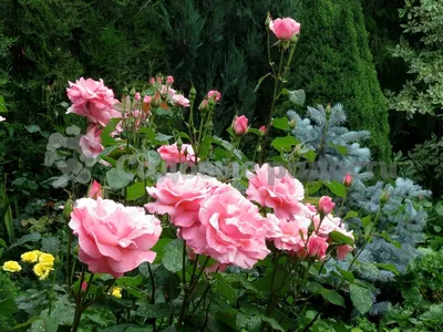 Роза куин элизабет - великолепная картинка