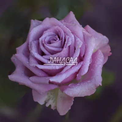 Фото розы Роза кул ватер в формате jpg