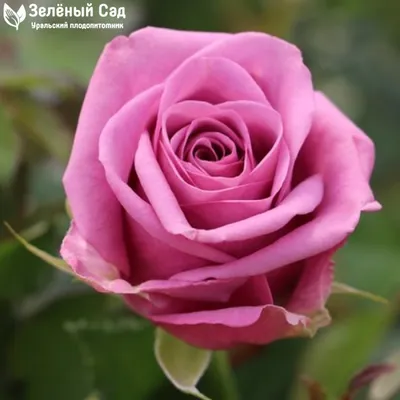 Изумительная картинка розы Роза кул ватер