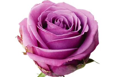 Новое фото розы Роза кул ватер: скачивайте бесплатно