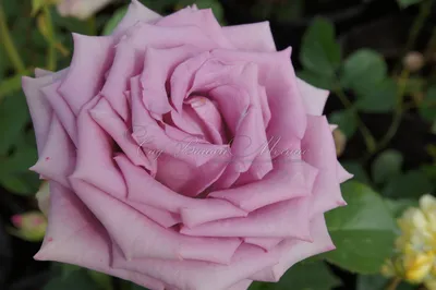 Уникальное изображение розы Роза кул ватер