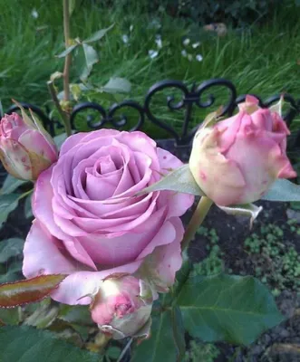 Фото розы Роза кул ватер в различных размерах