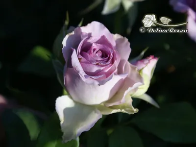 Потрясающая роза Роза кул ватер на фотографии