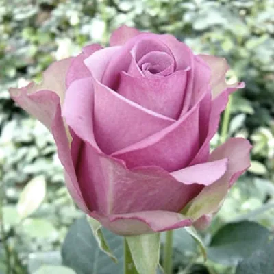 Изображение розы Роза кул ватер в формате webp