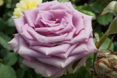 Изображение розы Роза кул ватер: выбирайте размер