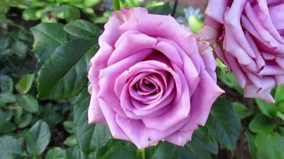 Фотка розы Роза кул ватер в высоком разрешении
