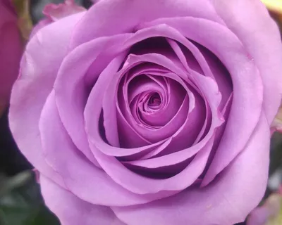 Лучшее изображение розы Роза кул ватер