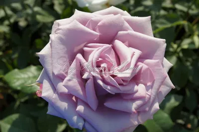Фото розы Роза кул ватер: большой выбор форматов