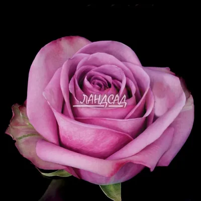 Удивительная картинка розы Роза кул ватер