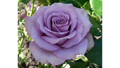 Фотография розы Роза кул ватер в удобных форматах