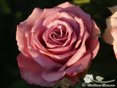 Красивое изображение розы Роза кул ватер на скачку