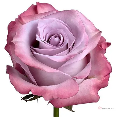 Фотография розы Роза кул ватер в разных размерах