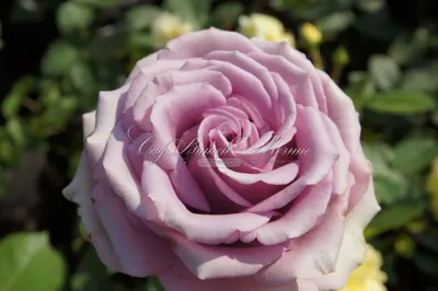 Фотка розы Роза кул ватер в разных форматах