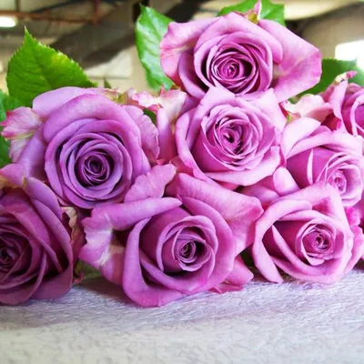Фото розы Роза кул ватер: выберите оптимальный размер