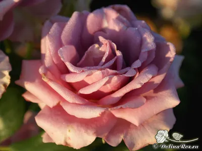 Фото розы Роза кул ватер на любой вкус