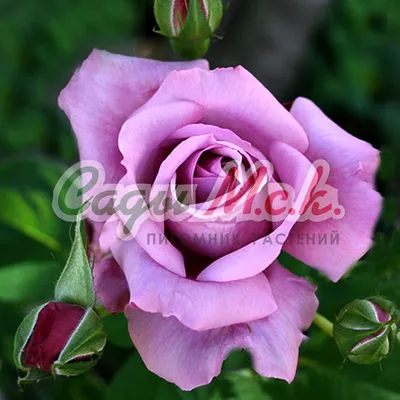 Качественная картинка розы Роза кул ватер для скачивания