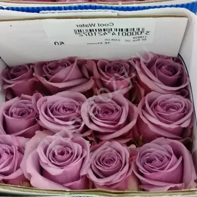 Красивая фотография розы Роза кул ватер: различные форматы