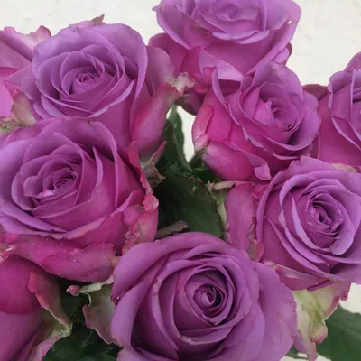 Лучшее изображение розы Роза кул ватер в формате webp