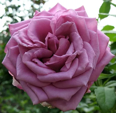 Фотка розы Роза кул ватер в стиле Розы