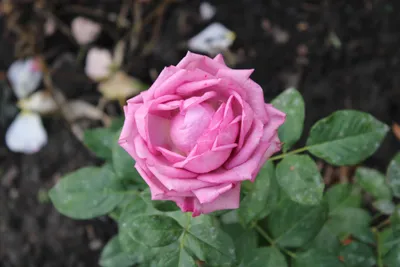 Изображение розы Роза кул ватер для скачивания в формате png